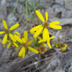 Senecio spartioides