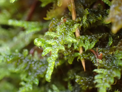 Stereodon subimponens