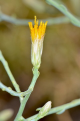 Leucosyris carnosa