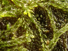 Cephalozia bicuspidata