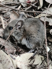 Peromyscus sonoriensis