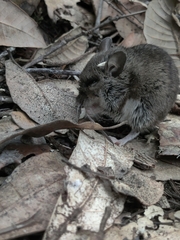 Peromyscus sonoriensis