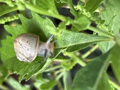 Otala lactea