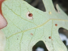 Neuroterus saltatorius