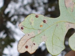 Neuroterus saltatorius