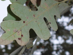 Neuroterus saltatorius