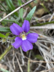 Scaevola ramosissima
