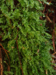 Tetraphis pellucida