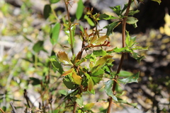 Berberis chilensis