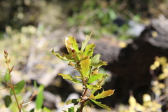 Berberis chilensis