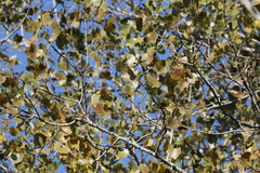 Populus deltoides