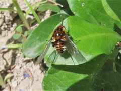 Bombyliini