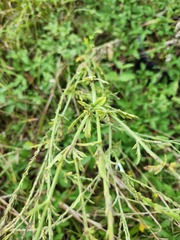 Verbena xutha