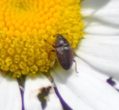 Odontocorynus umbellae