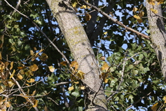 Populus deltoides