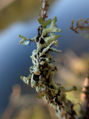 Hypogymnia tubulosa