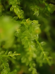 Tetraphis pellucida