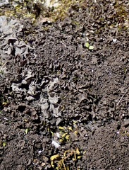 Scytinium dactylinum