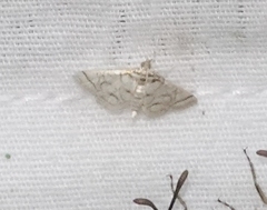 Pseudopyrausta santatalis