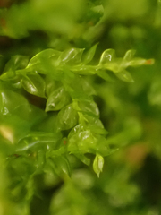 Tetraphis pellucida