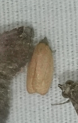 Sparganothis distincta