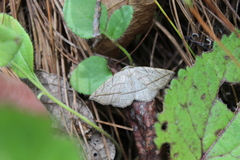 Anticarsia