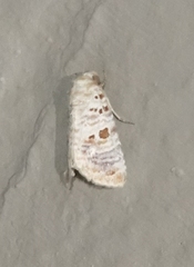 Diastema tigris