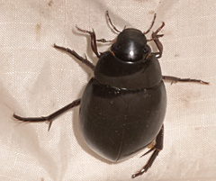 Hydrophilus ovatus