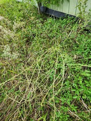 Verbena xutha