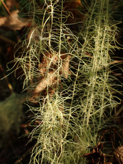 Usnea longissima