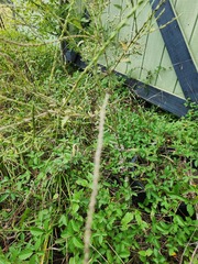 Verbena xutha