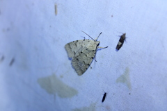 Acronicta innotata
