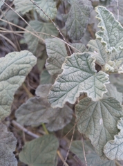 Sphaeralcea ambigua