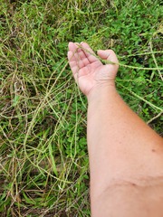 Verbena xutha