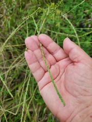 Verbena xutha