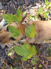 Physocarpus capitatus