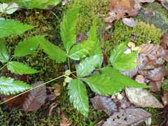 Aruncus dioicus