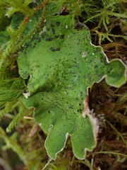 Peltigera britannica