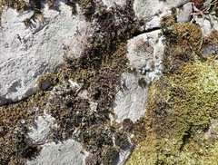 Scytinium dactylinum