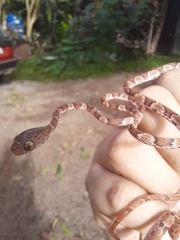 Imantodes gemmistratus