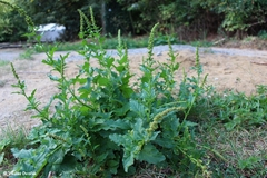 Blitum bonus-henricus