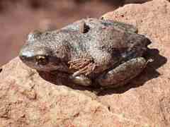 Litoria rubella