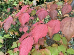 Cornus alternifolia
