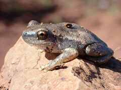 Litoria rubella