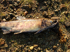 Oncorhynchus keta