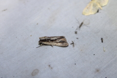 Apamea verbascoides