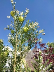 Gomphocarpus physocarpus