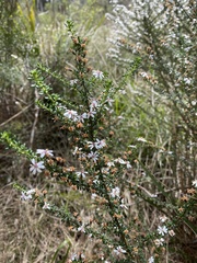 Olearia ramulosa