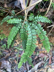 Adiantum hispidulum