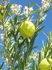 Gomphocarpus physocarpus